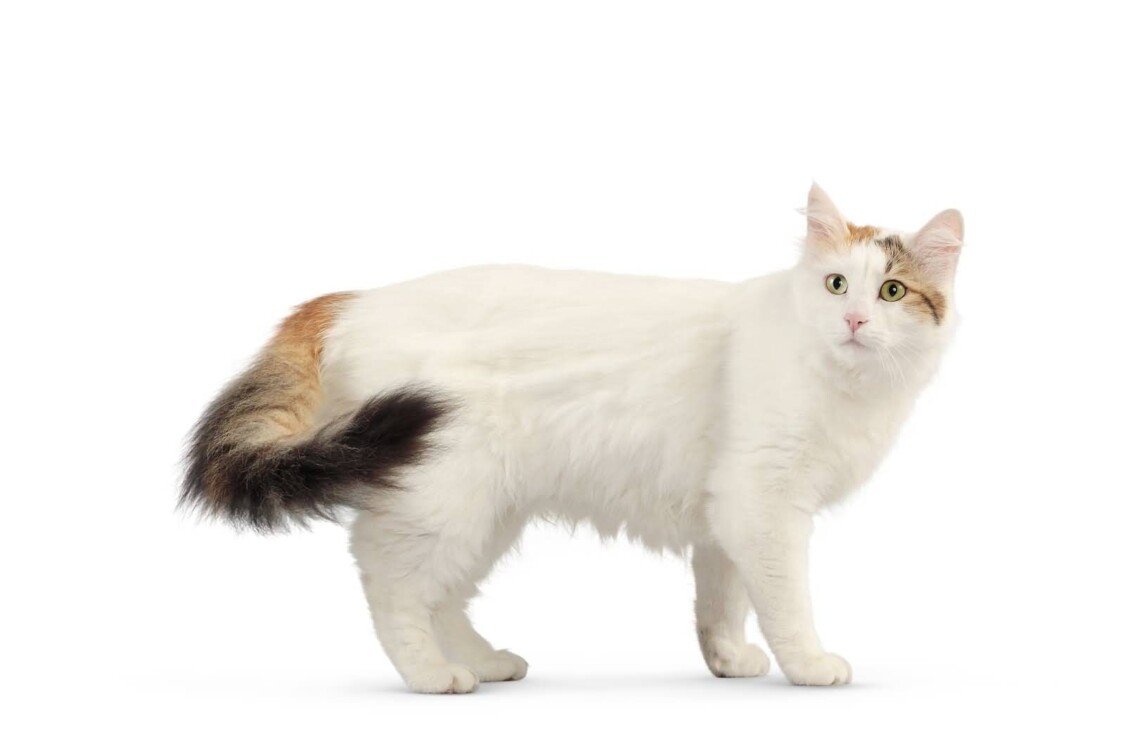 Giá bán mèo Turkish Van