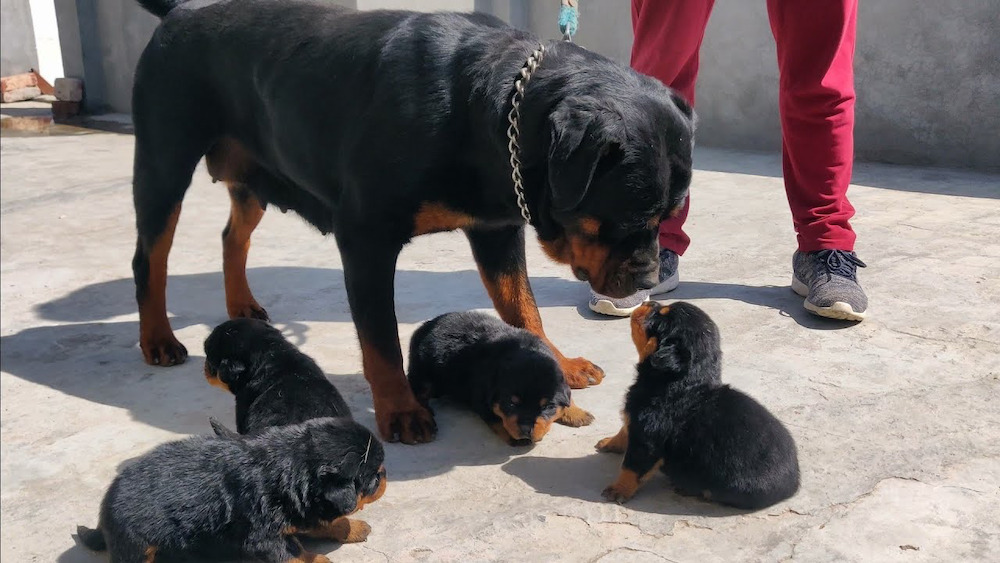 Giá bán chó Rottweiler