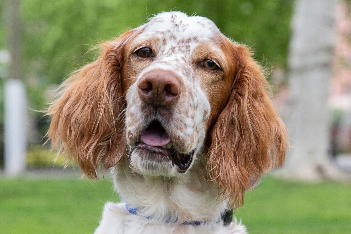 giống chó lông dài English Setter