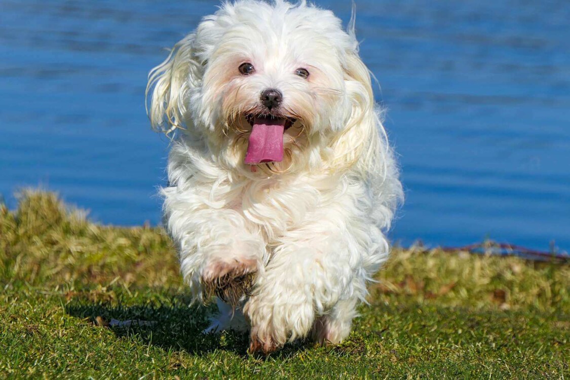 giống chó lông dài Havanese 