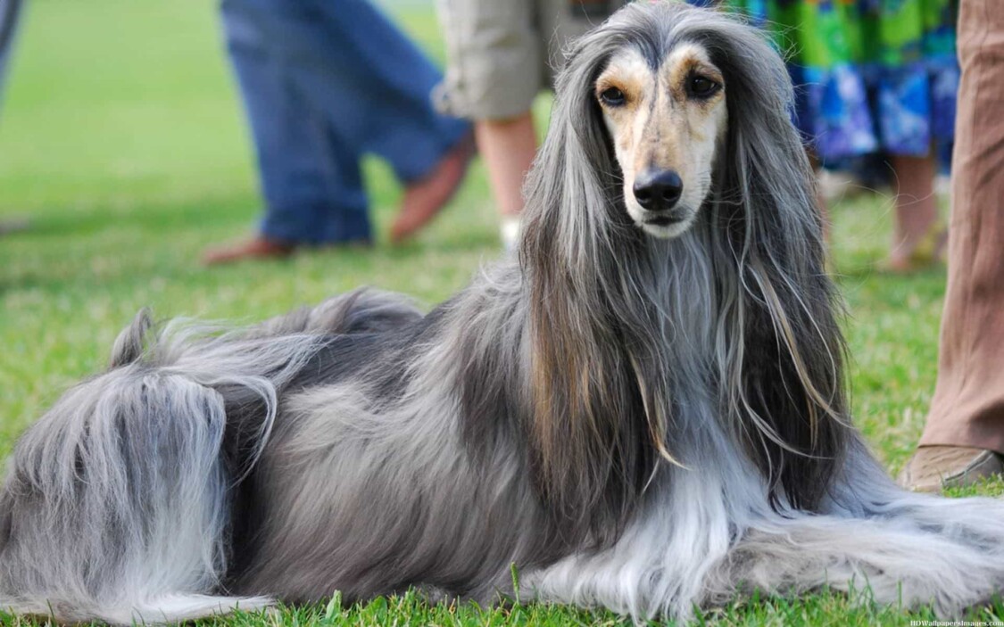 giống chó lông dài Afghan Hound