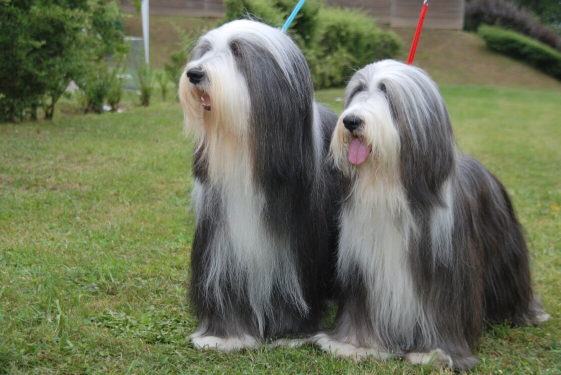 giống chó lông dài Bearded Collie