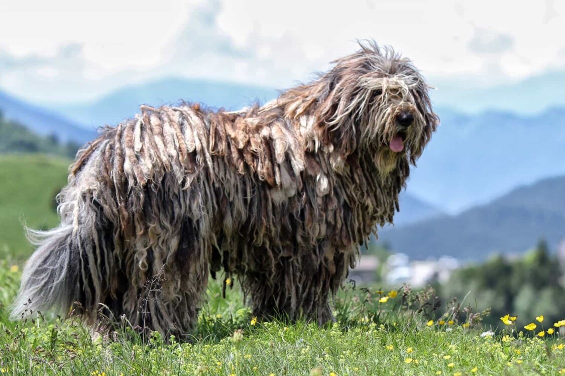 giống chó lông dài Bergamasco