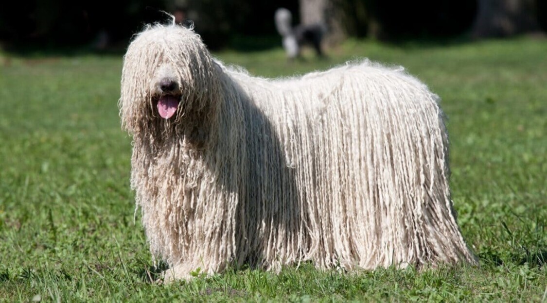 giống chó lông dài Komondor 