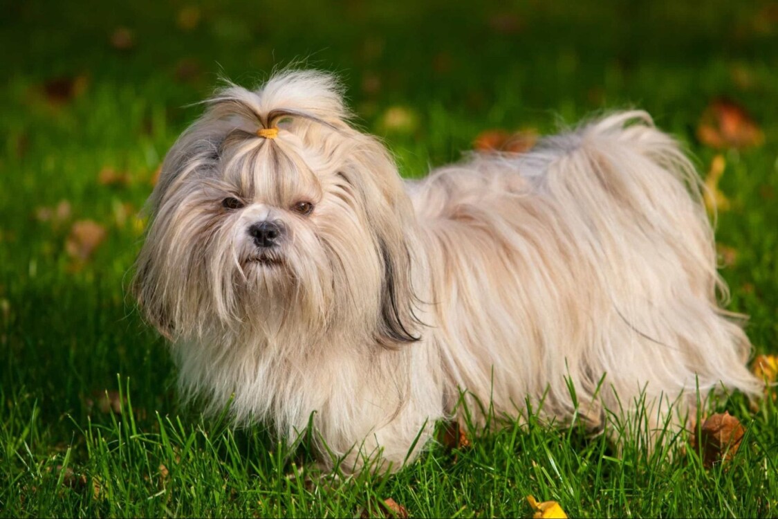 Giống chó lông dài Shih Tzu 