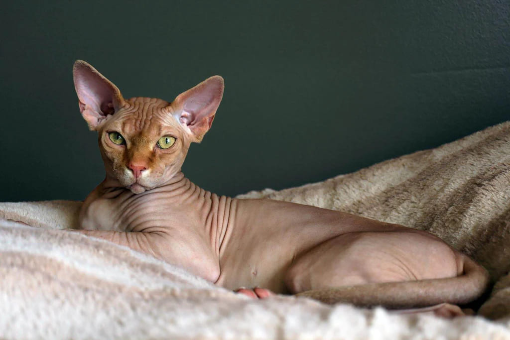 giống mèo không lông Sphynx