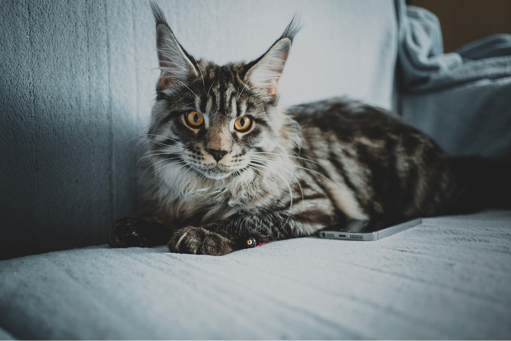 giống mèo Maine Coon. 