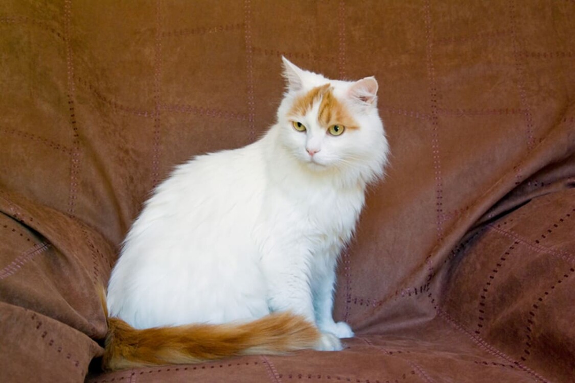 giống mèo turkish van