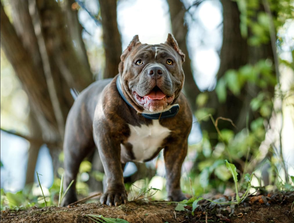  lưu ý khi mua chó Bully