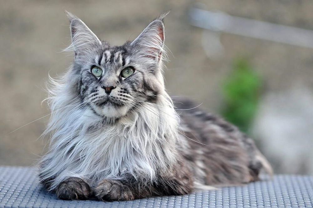 Phần lông ở ngực và cổ của mèo Maine Coon khá xú khiến chúng ta liên tưởng tới hình ảnh của sư tử. 