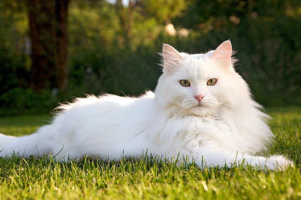 Mèo Siberia có ngoại hình to lớn nhưng tính cách hiền lành
