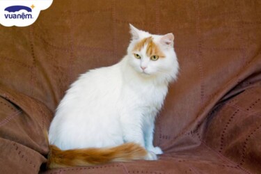 Mèo Turkish Van