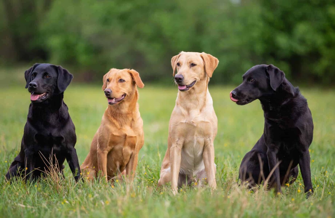 Màu sắc của Labrador