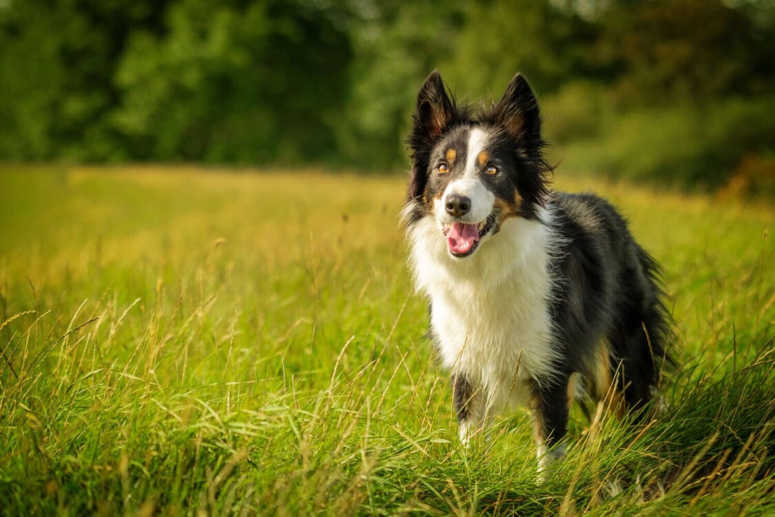 Nguồn gốc chó Border Collie