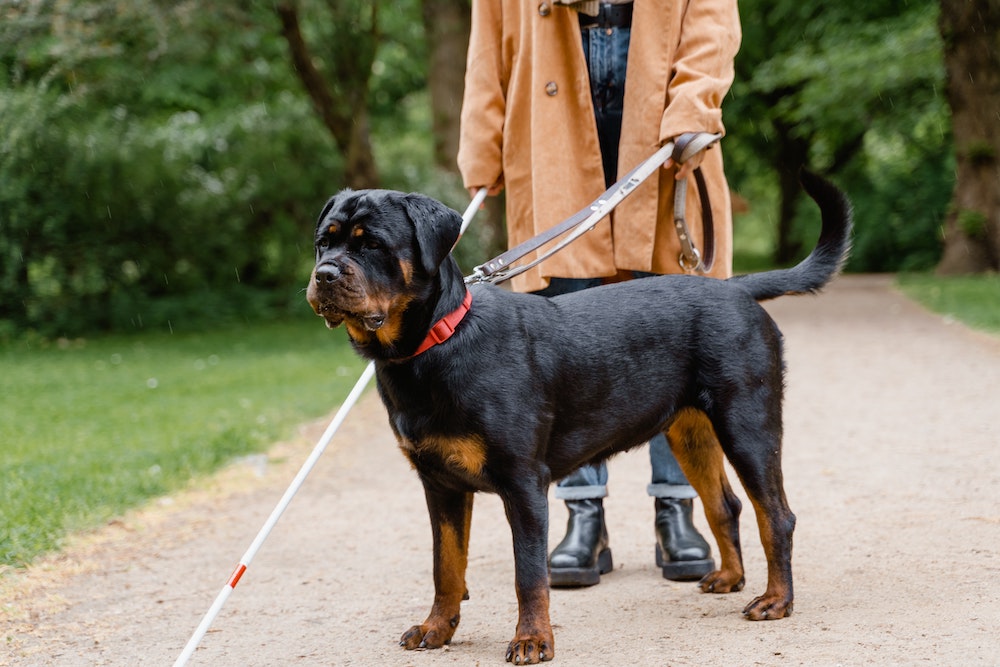 nguồn gốc chó rottweiler