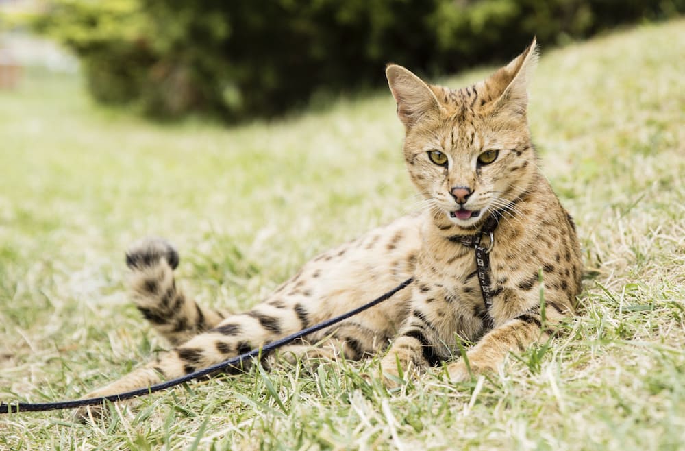 giống mèo Savannah