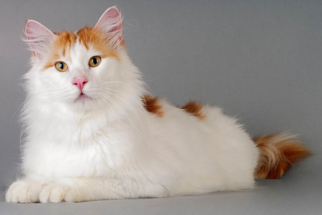 nguồn gốc mèo Turkish Van