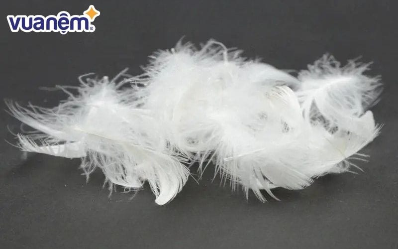 Lông để may chăn lông vũ đều được chọn lọc kỹ lưỡng