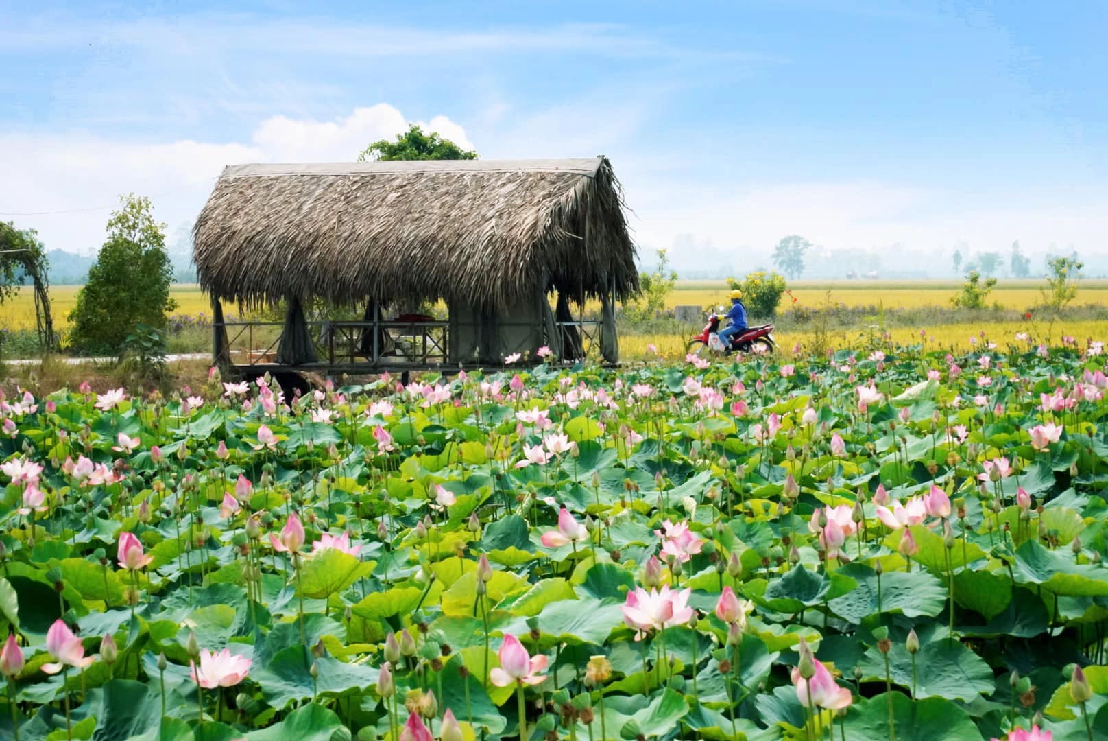 những địa điểm du lịch đồng tháp