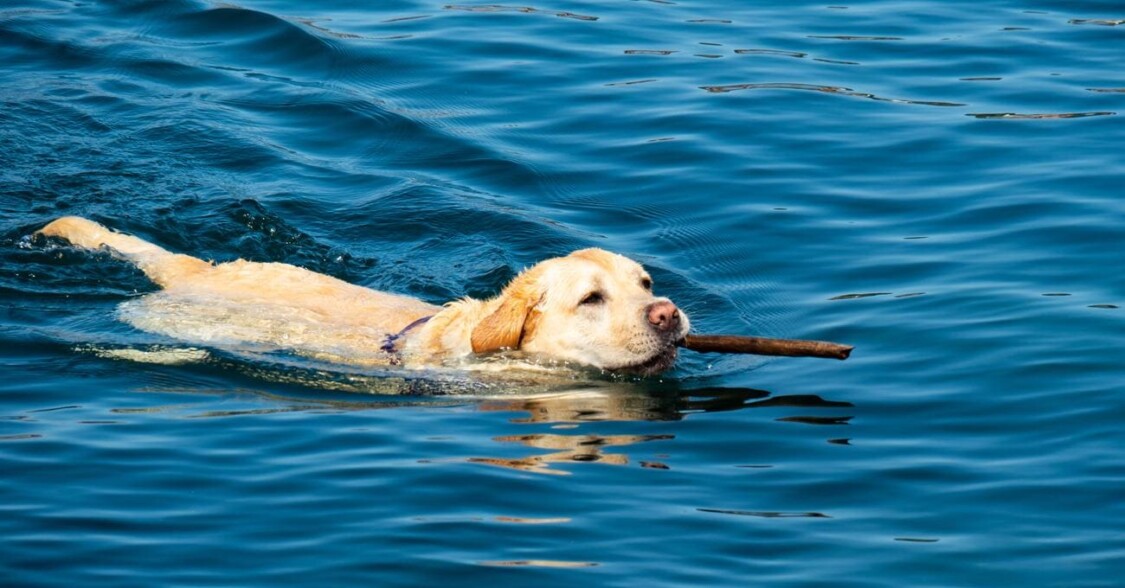 tính cách của chó labrador