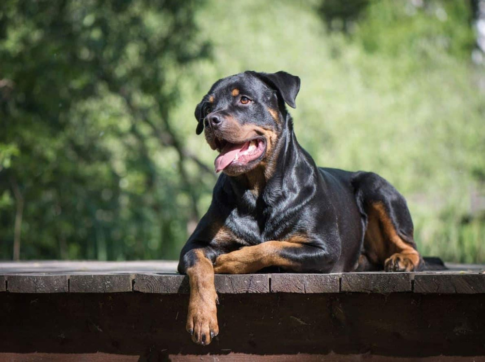 tính cách chó rottweiler