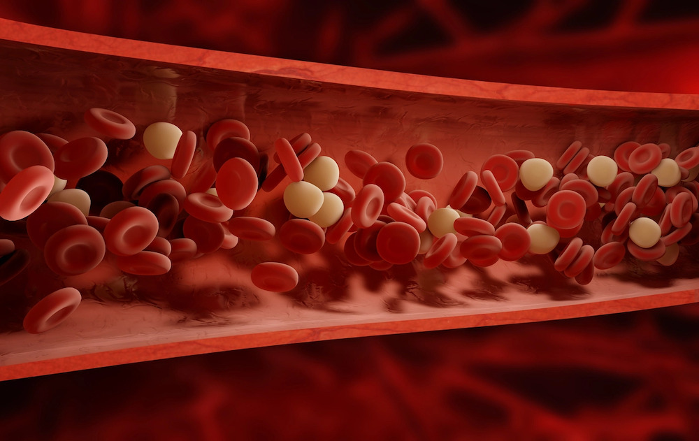 quá trình tuần hoàn máu là gì 