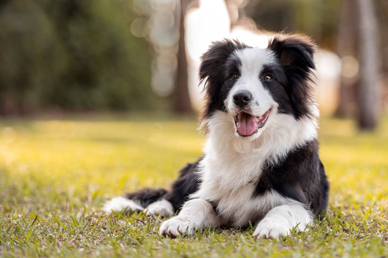 chăm sóc chó border collie