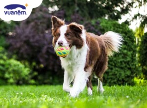 Chó Border Collie: Nguồn gốc, đặc điểm, giá bán, cách chăm sóc