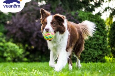 chó border collie