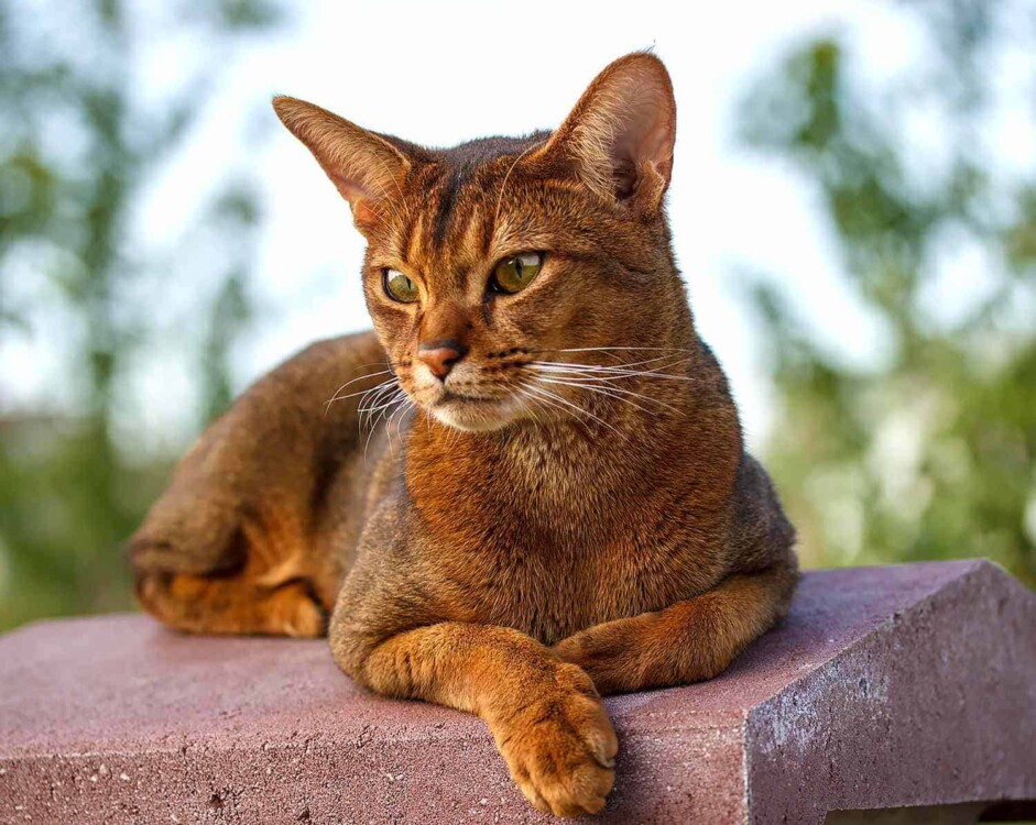 đặc điểm mèo Abyssinian