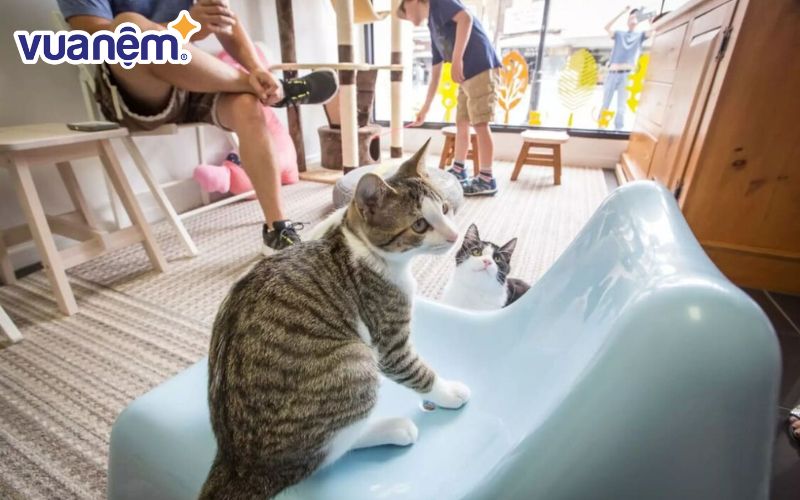 DG Pet Garden là quán cà phê thú cưng tại Cần Thơ khá “hot” trong thời gian gần đây