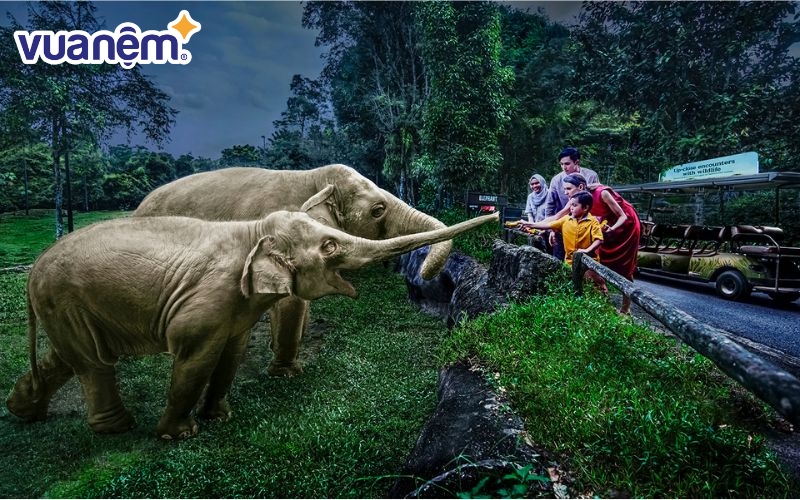 Vườn thú đêm Night Safari là địa điểm không thể bỏ qua đối với du khách.