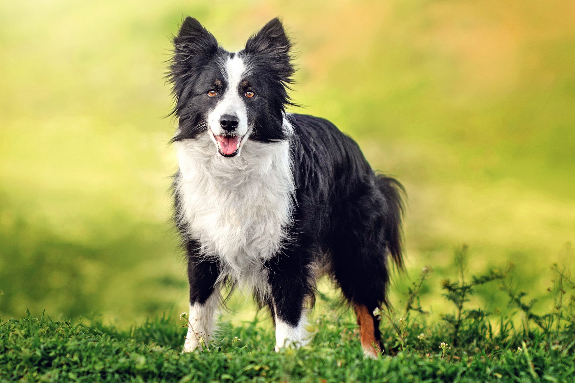 giống chó border collie