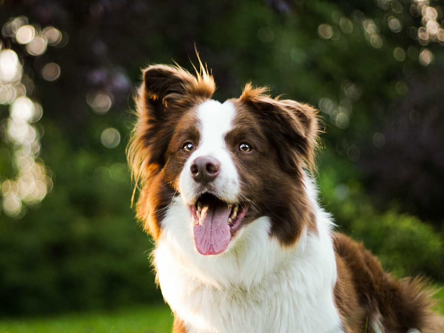 huấn luyện chó border collie