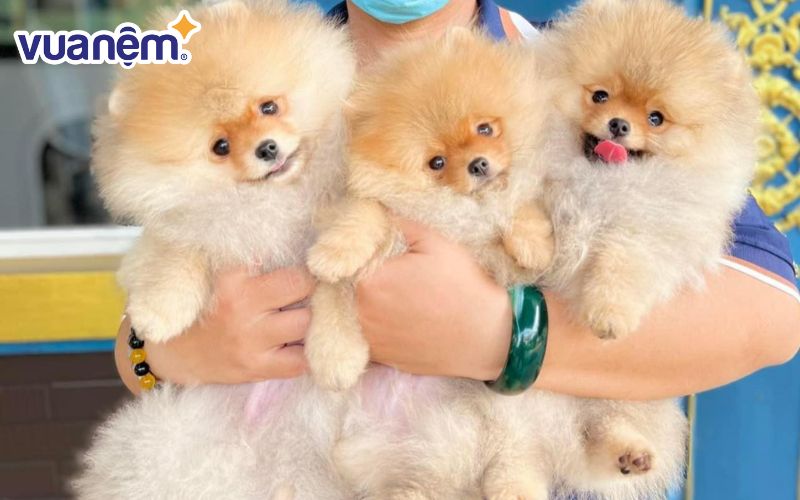 Kaka Pet Spa là quán chăm sóc thú cưng kèm cà phê