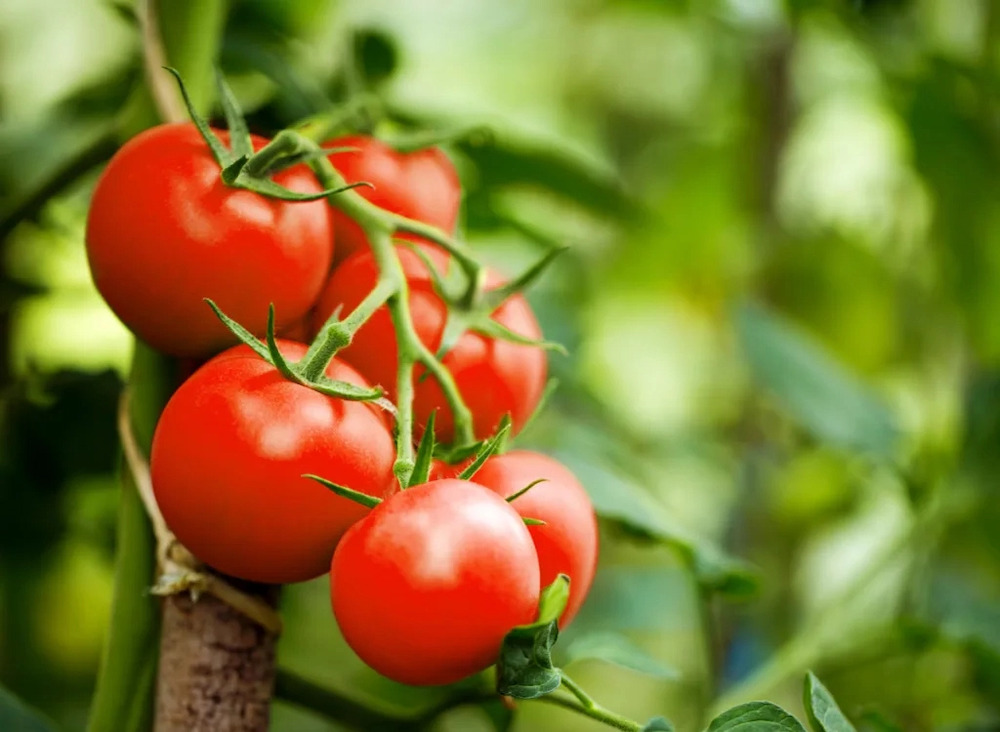 lợi ích khi ăn cà chua sống 