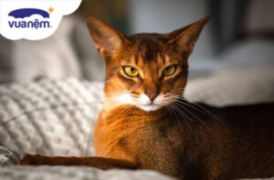 Mèo Abyssinian có đặc điểm gì? Nguồn gốc và cách chăm sóc