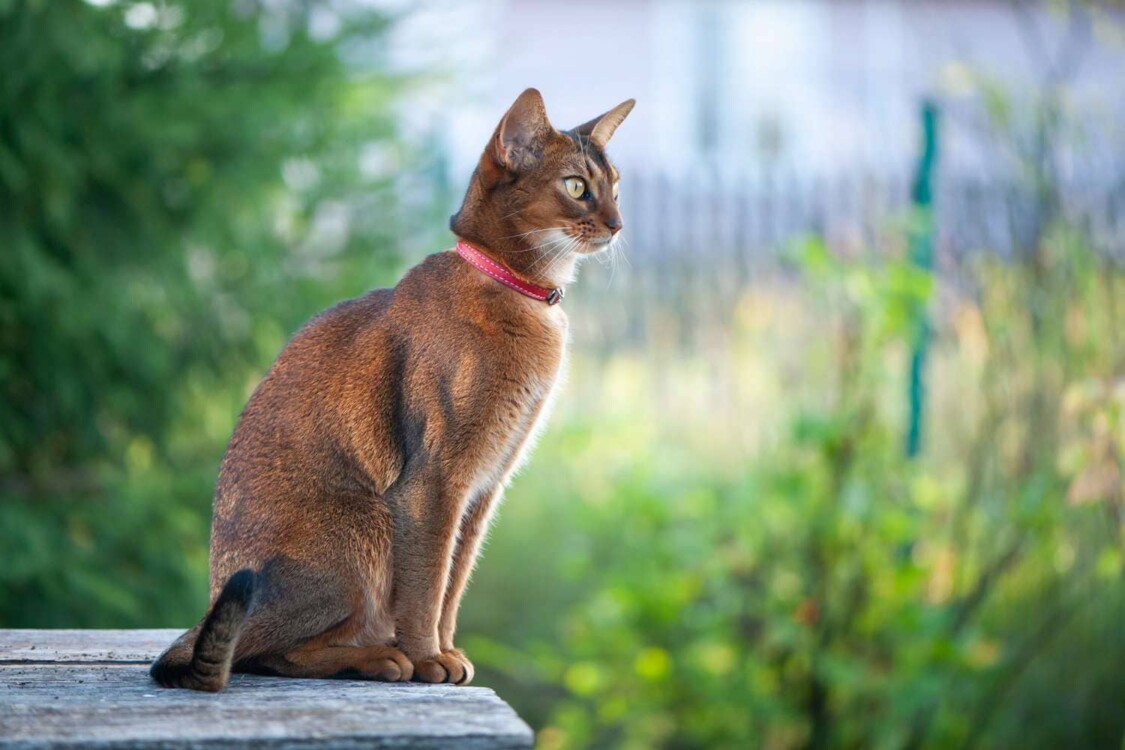 Mèo Abyssinian là giống mèo gì