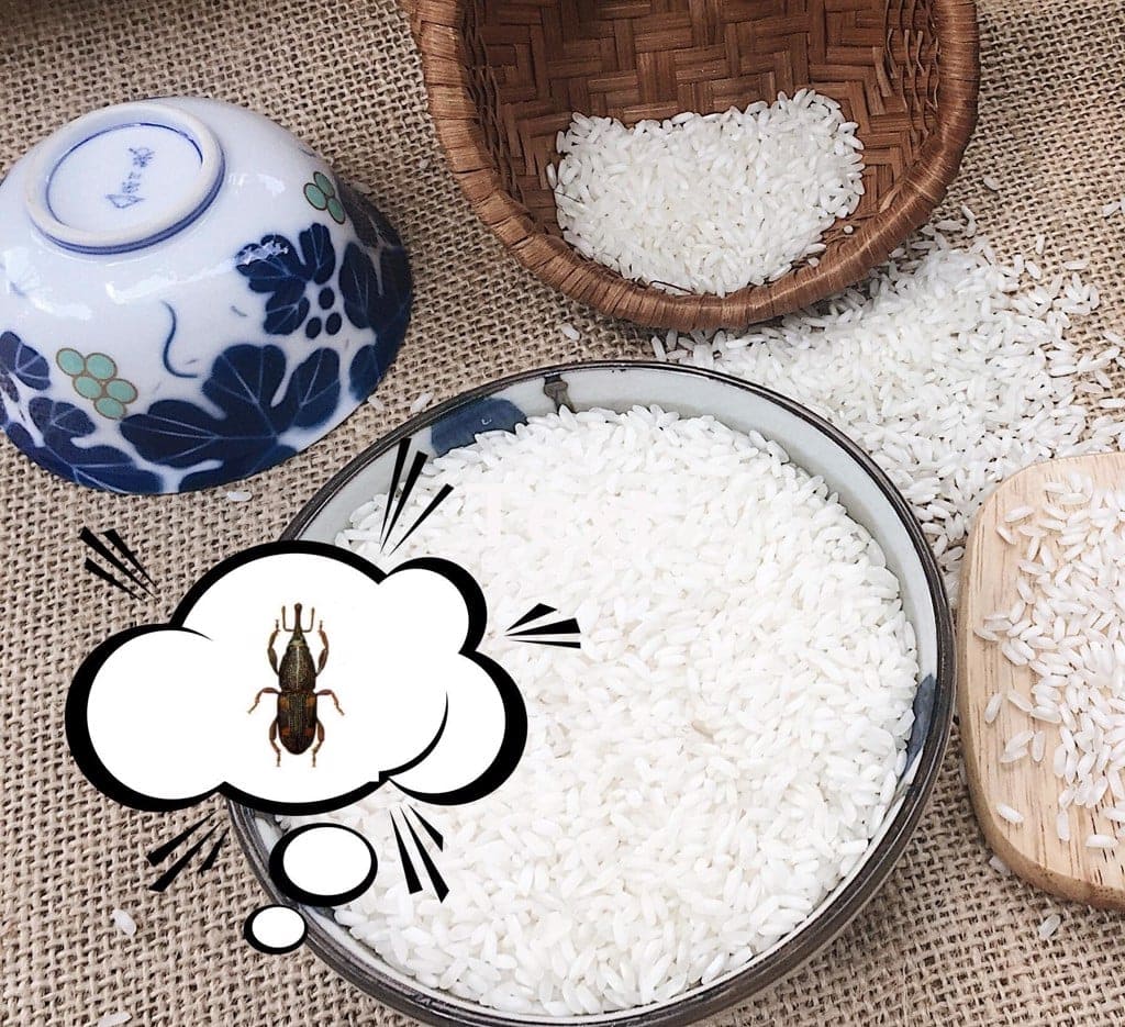 Mọt gạo là gì