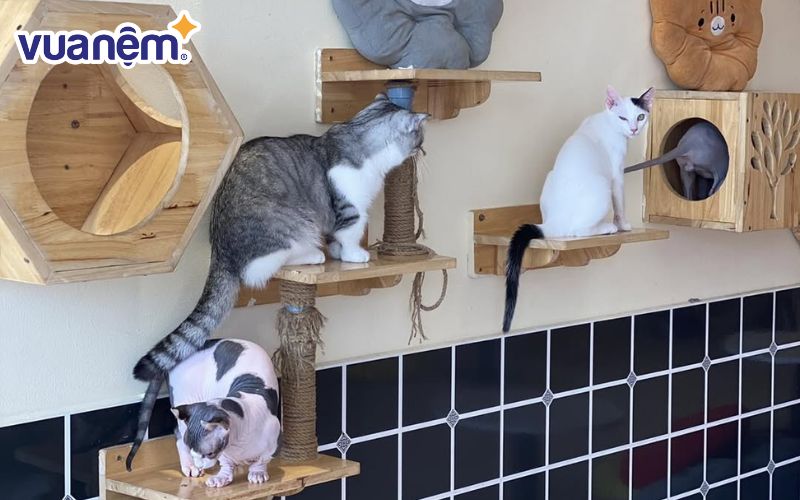 Nắng Pet House có nhiều giống mèo dễ thương