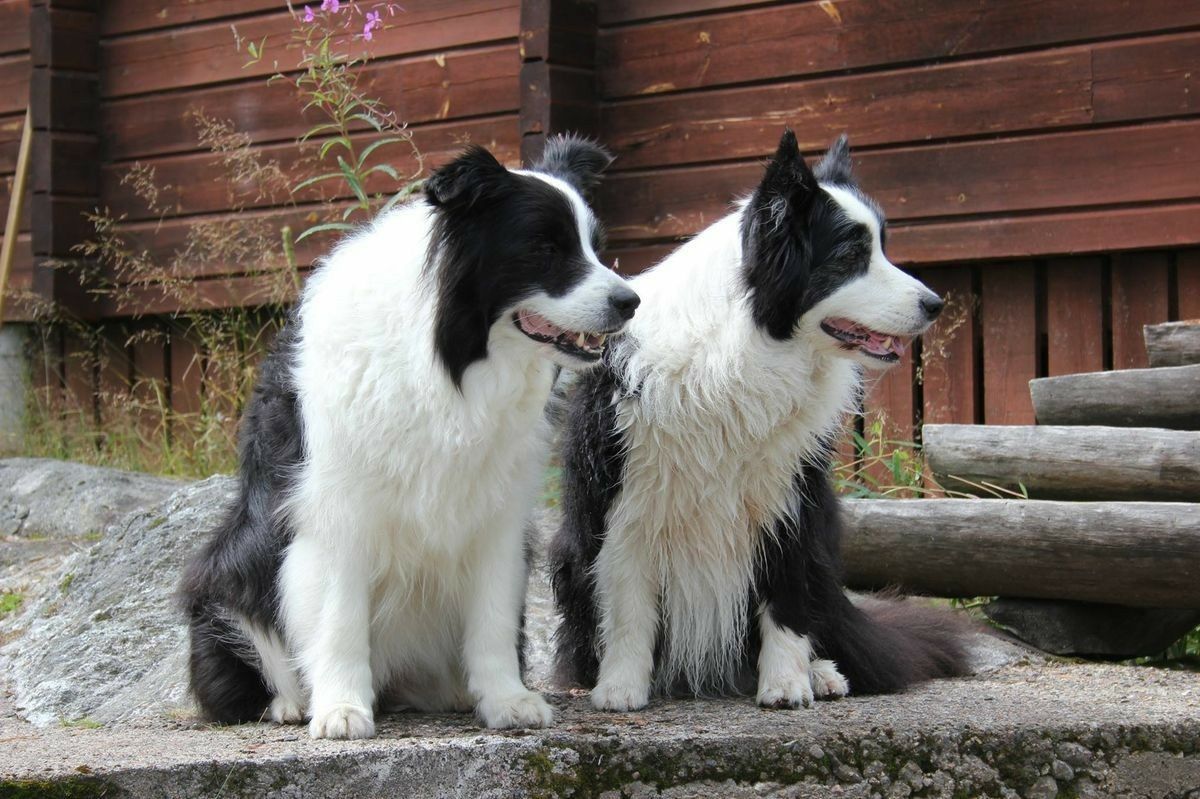 ngoại hình chó border collie