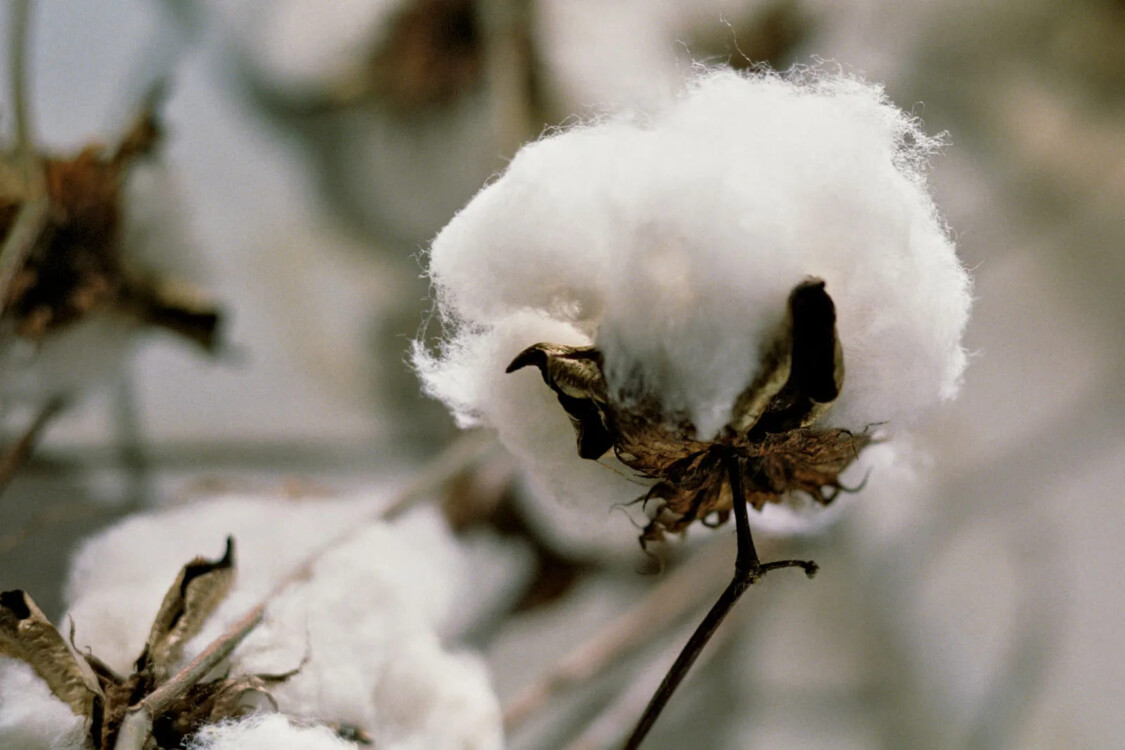 nguồn gốc vải cotton