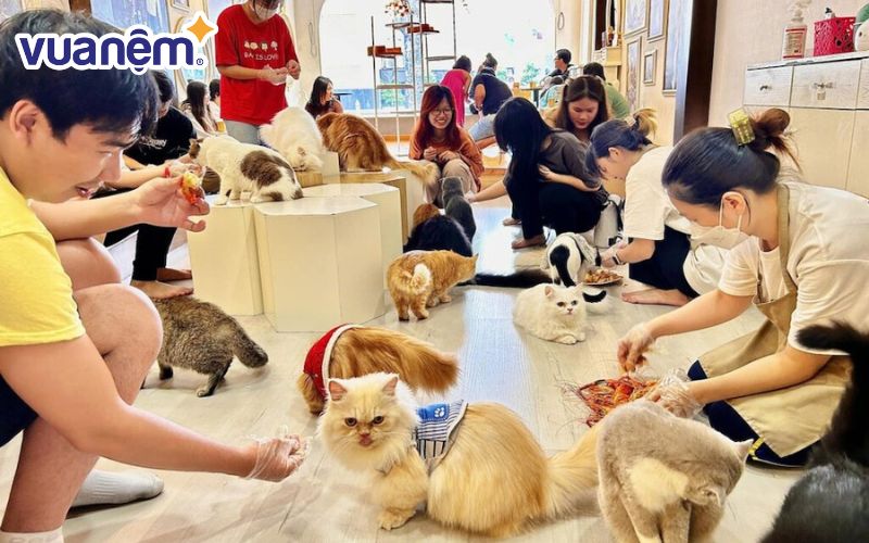 Thú cưng tại Royal Land Pet Store được chăm sóc tận tình, chu đáo