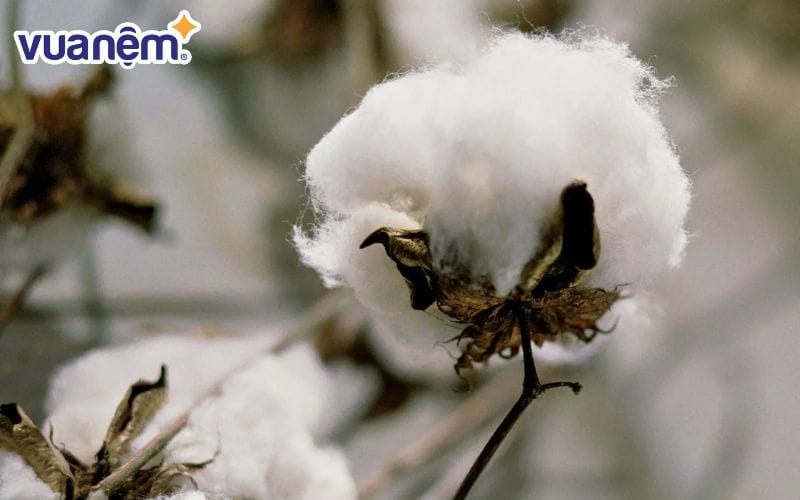 Cho đến nay, cotton được xem là 1 trong những loại vải thông dụng nhất.