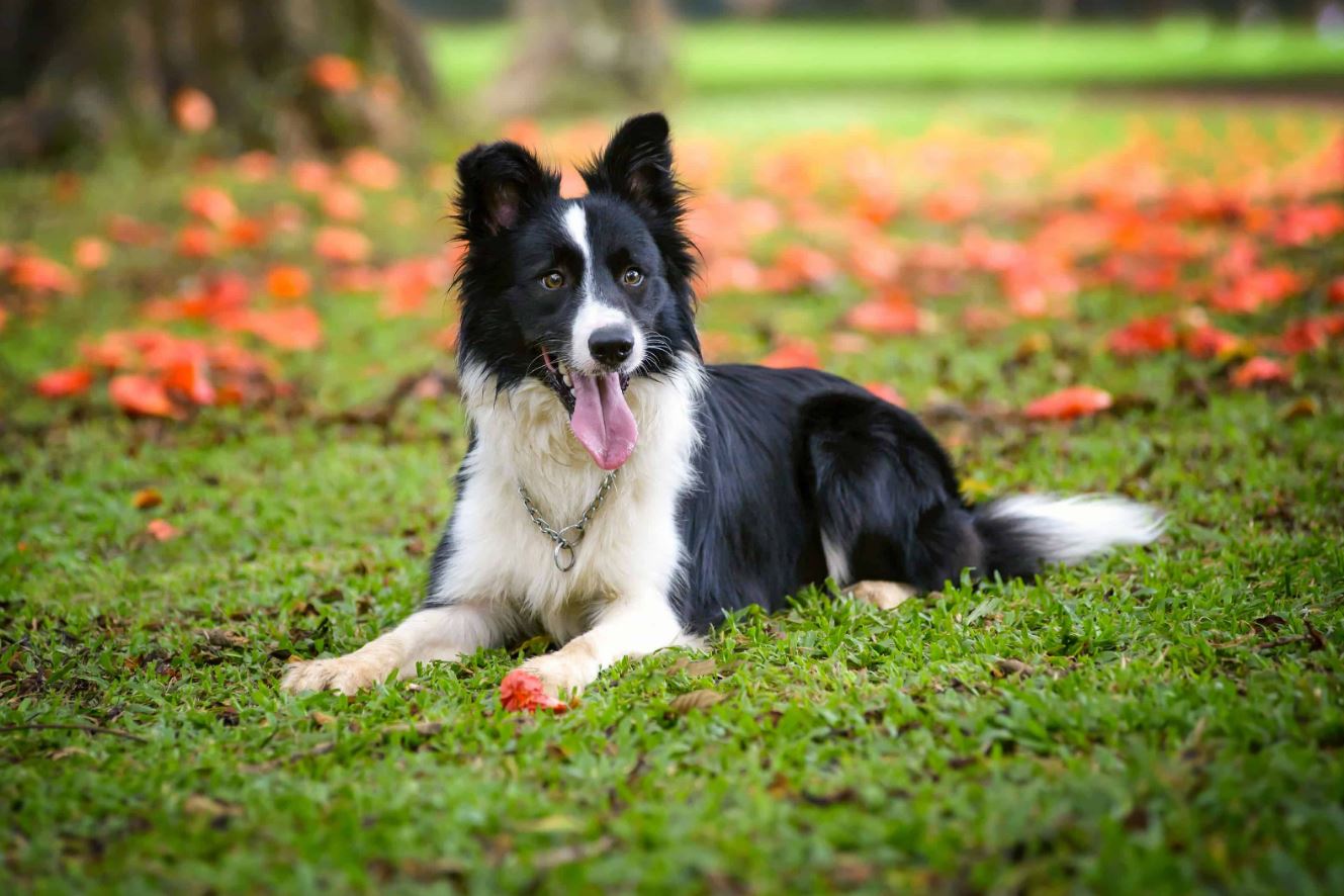 thức ăn chó border collie