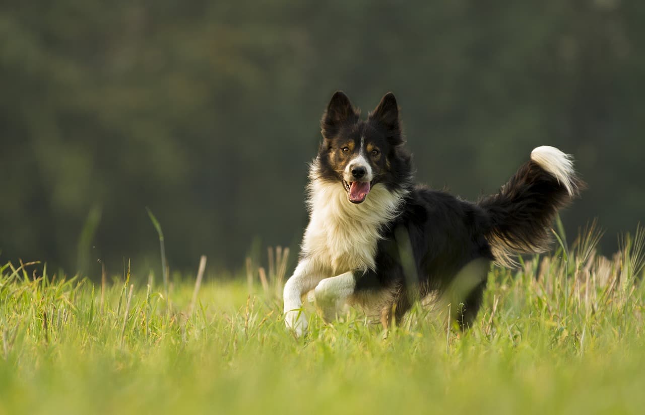 tính cách chó border collie