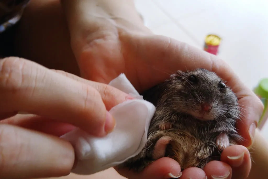 cách vệ sinh chuột hamster