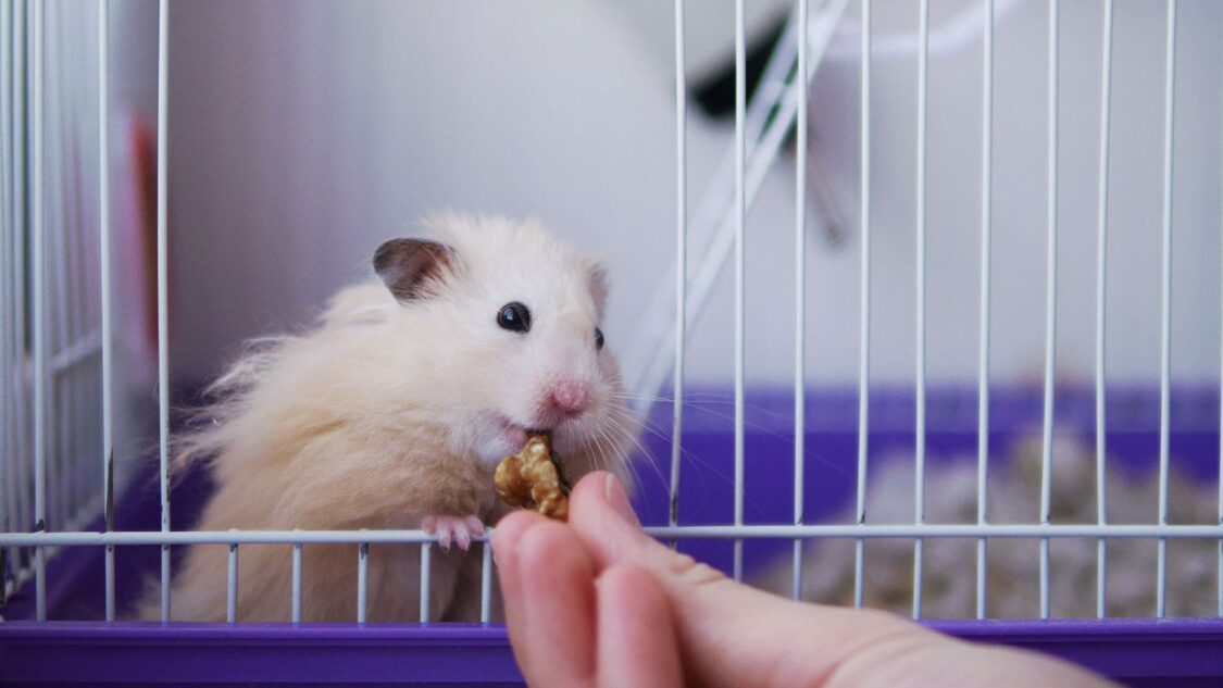 Chế độ ăn uống của chuột hamster