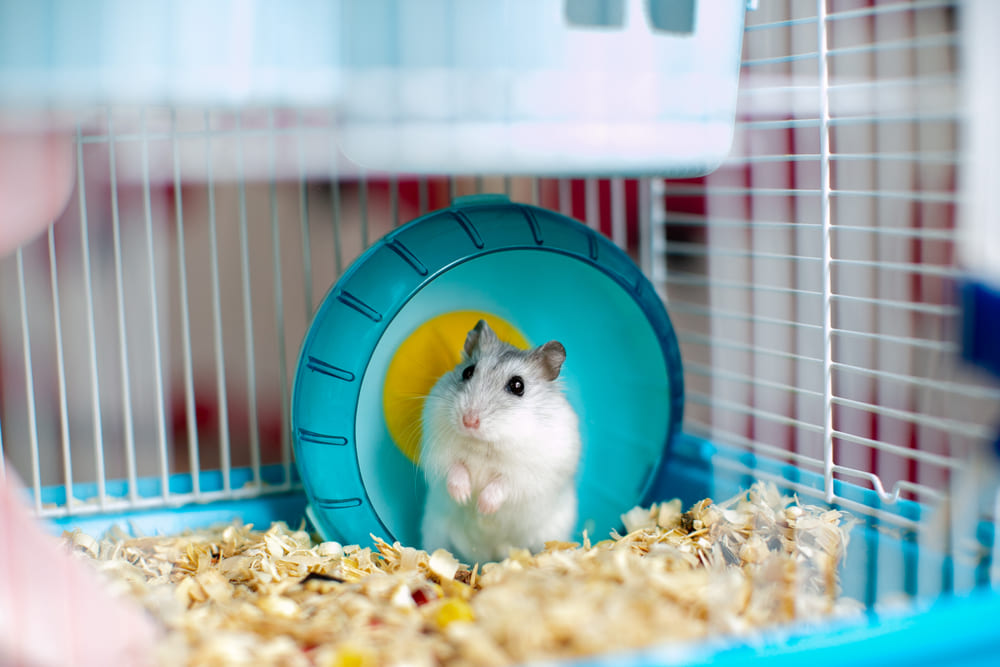 Chuồng của chuột hamster 