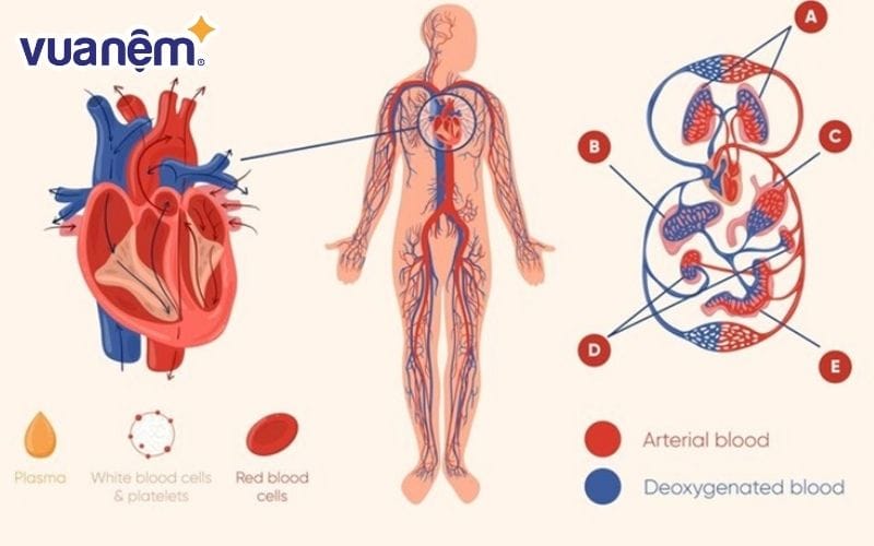 Hỗ trợ tuần hoàn máu và quá trình trao đổi chất